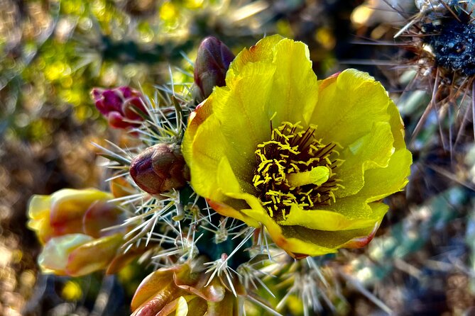 Peaceful Morning Walk: Guided Journey Through the Sonoran Desert - Participant Experience and Reviews