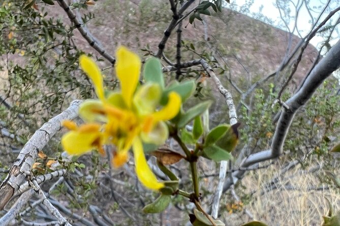 Peaceful Nature Walk. Botanical Tour of the Sonoran Desert. - Tour Guide and Expertise