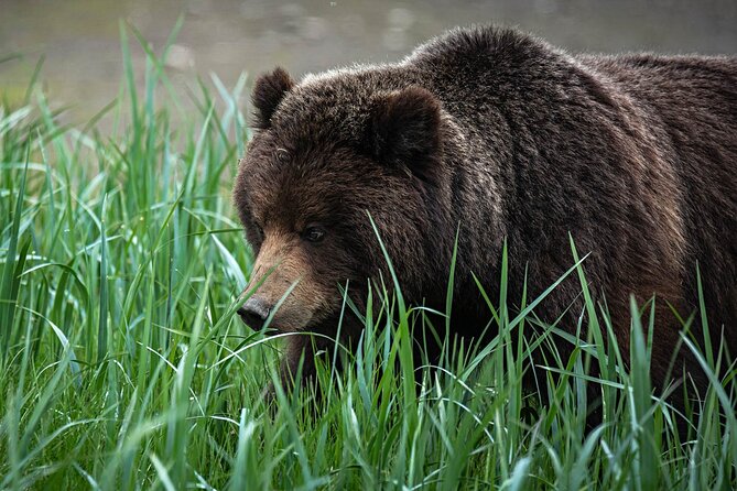 Peak Season Bear Viewing By Seaplane - Tips for a Successful Bear Viewing Experience