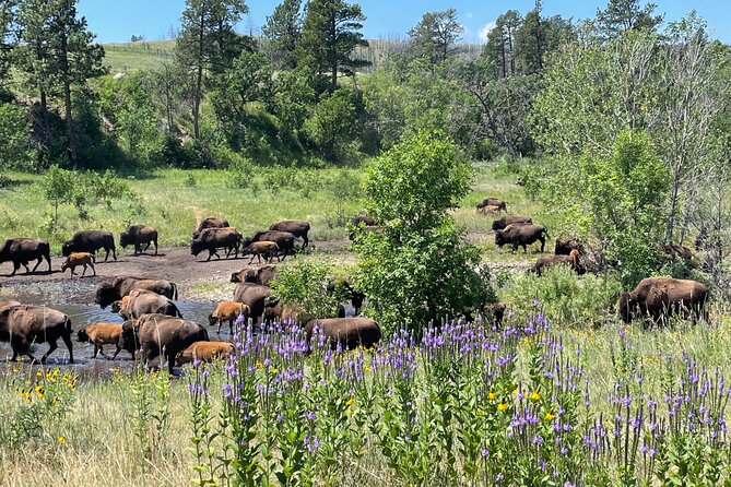 Personal Tour: Mount Rushmore, Custer State Park & Crazy Horse - Personalized Tour Experience