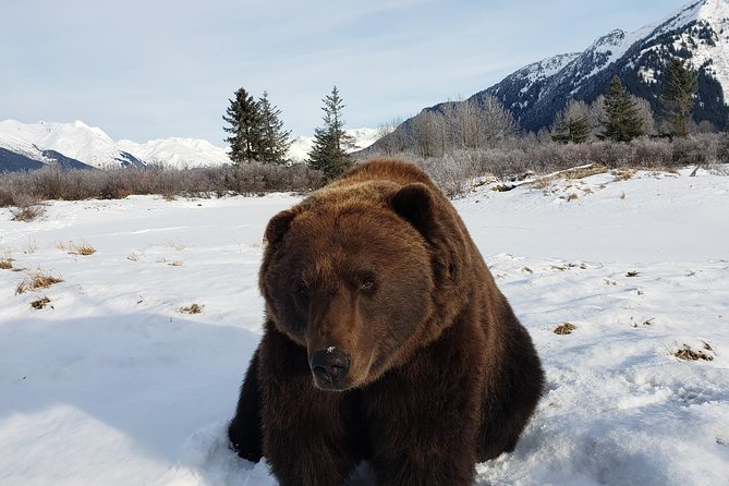 Port Homer Day Tour - Wilderness, Wildlife and Beach Experience - Tour Highlights and Traveler Recommendations