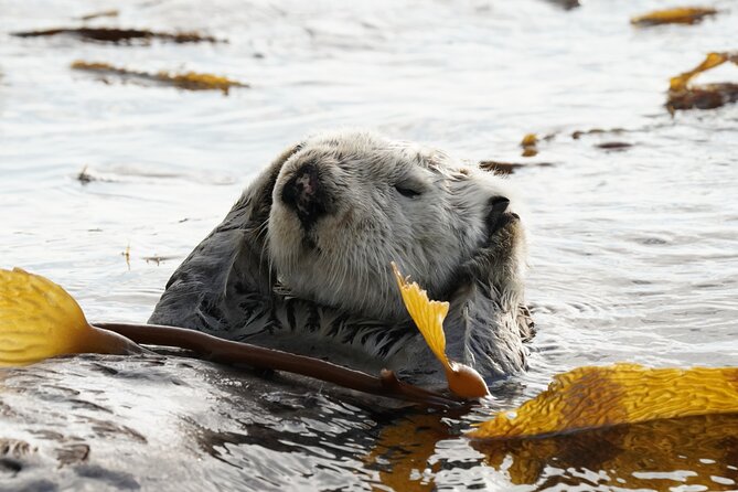 Premier Whale Watching and Wildlife Tour - Consistently Positive Customer Reviews