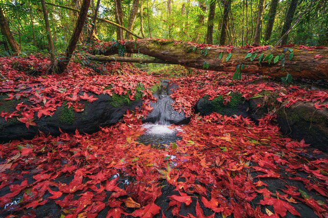 Private 1 Day Tour to Nikko: Onsen, UNESCO Shrines and Nature - Highlights of the Tour