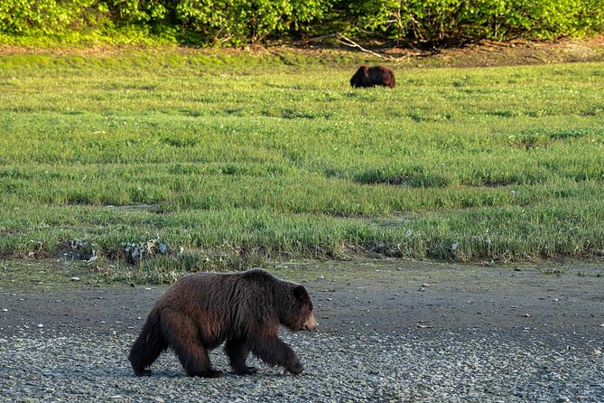Private Bear Viewing By Seaplane - Participation Requirements and Safety
