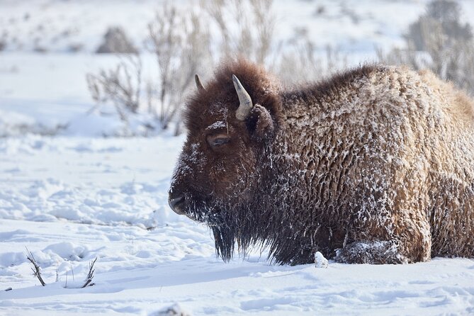 Private, Bespoke, Yellowstone Photography Safari - Half Day - Customer Feedback and Experiences