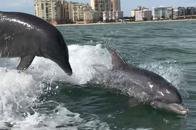 Private Best of Marco Island Dolphin Tour - Customer Reviews and Feedback
