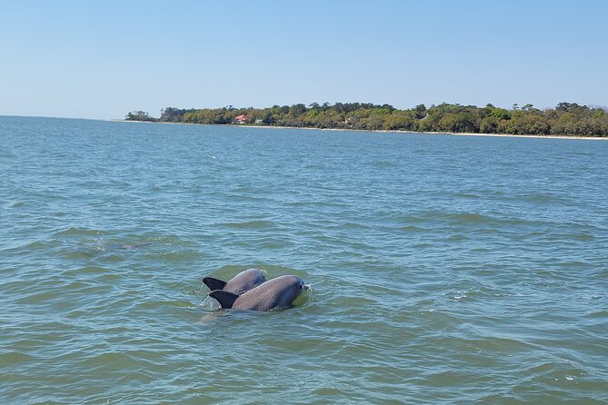 Private Dolphin Boat Tour in Hilton Head Island - Unforgettable Memories