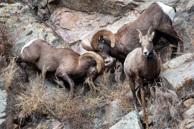 Private Geology Tour in Rocky Mountain National Park - Significance of the Parks Geological History