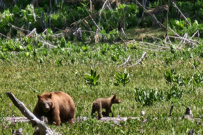 Private Guided Hiking Tour - Sequoia National Park - Discovering Crescent Meadow Loop
