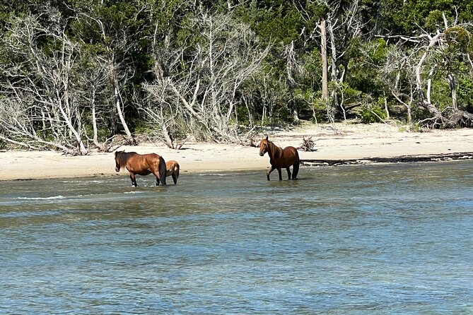 Private Island Eco Tours on a Private Boat From Shackleford Banks - Customer Feedback and Ratings