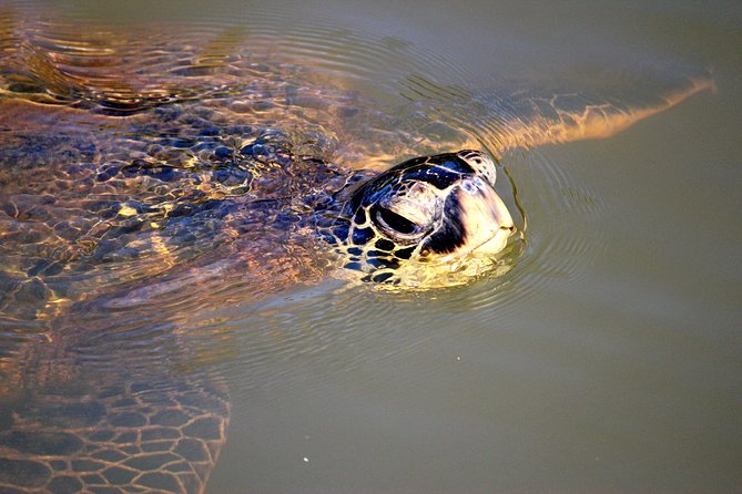 Private Stand up Paddle Lesson and Tour (For 1 or More Paddlers) - Exploring the Anahulu Stream