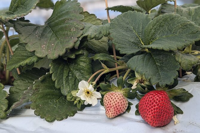 Private Tour Meet the Sheep of Aso and Pick Aso Strawberries - Meet the Sheep of Aso