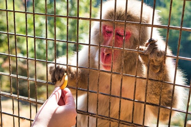 Private Tour to Arashiyama Monkey Park and Arashiyama Highlights - Tour Inclusions and Exclusions