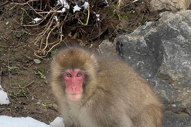 Private Tour to Snow Monkey, Zenkoji Temple & Hot Springs Nagano - Booking and Confirmation Details