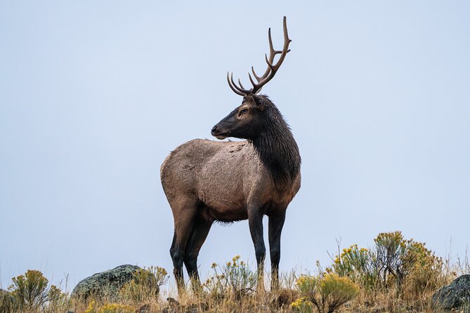 Private Wildlife Photography Tour In Yellowstone National Park - Booking Information and Policies