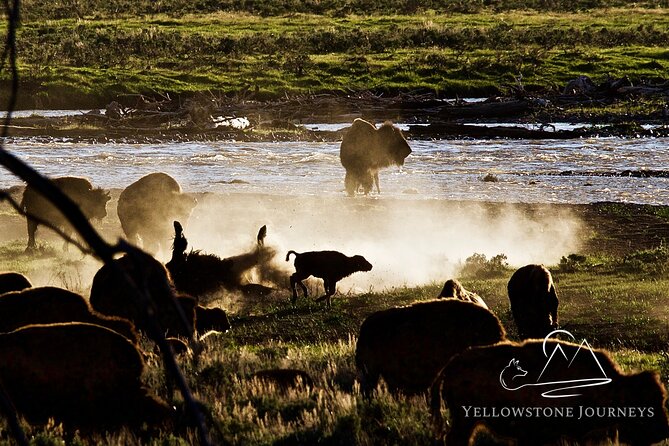 Private Yellowstone Journey From Gardiner, MT - Meeting Point and Pickup Options