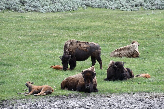 Private Yellowstone Park Van Tours From Bozeman - Pricing and Cancellation Policy