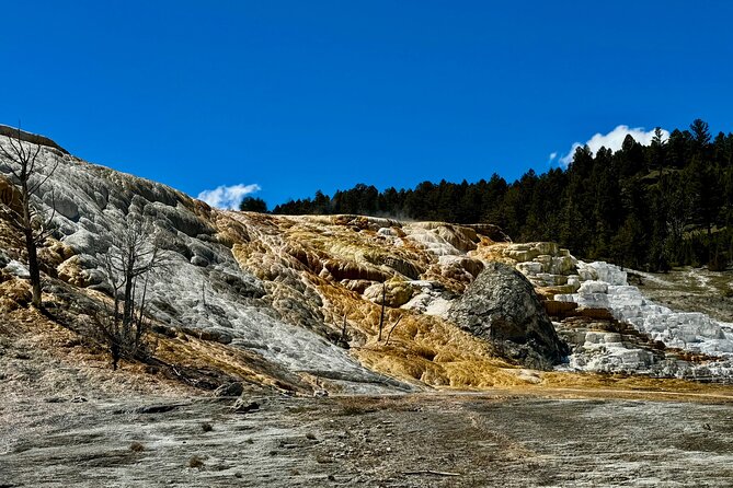 Private Yellowstone Wildlife and Photo Tour's Upper Loop Cody Wy - Wildlife Sightings and Photographic Opportunities