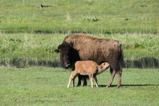 Private Yellowstone Wildlife Sightseeing Tour - Traveler Satisfaction and Feedback
