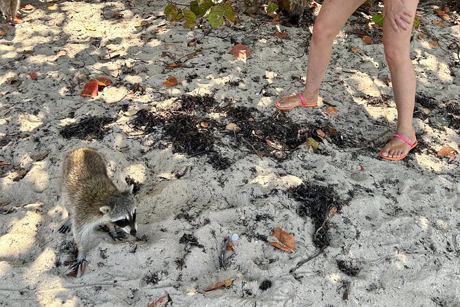 Raccoon Island Boat Tour - Indian Creek, Sanbar and Raccoons - Accessibility and Participation