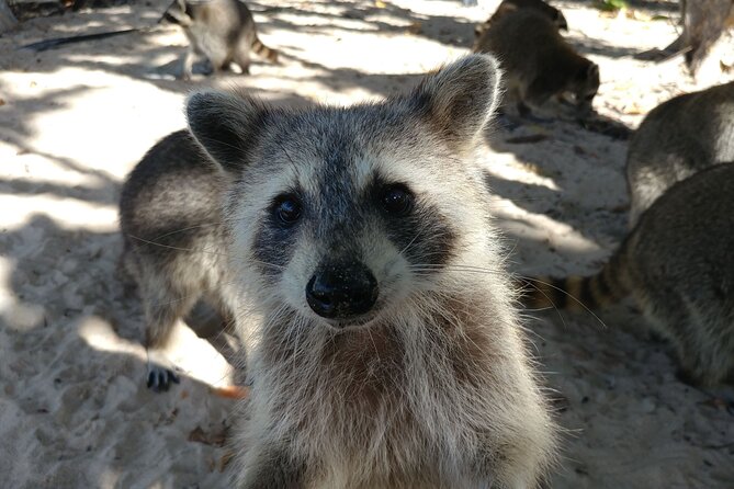 Raccoon Island Exploration on Sup/Kayak - Meeting Point and Tour Duration