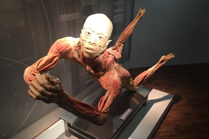 Real Bodies at Horseshoe Las Vegas - Educational Value
