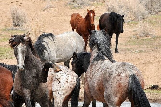 Red Canyon Small Group Wild Mustang Van Tours in Cody Wyoming - Customer Experiences and Feedback