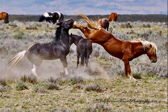 Red Canyon's Best Of The Wild West Wild Mustang+Rafting Adventure - Refreshments and Dining