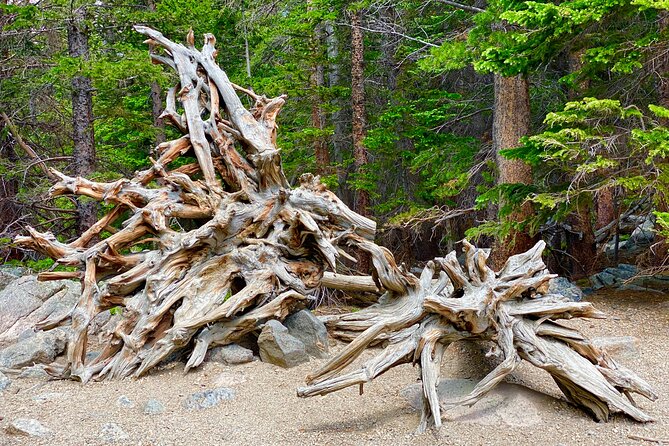 Rocky Mountain National Park Tour From Denver - Opportunities for Short Walks and Wildlife Sightings