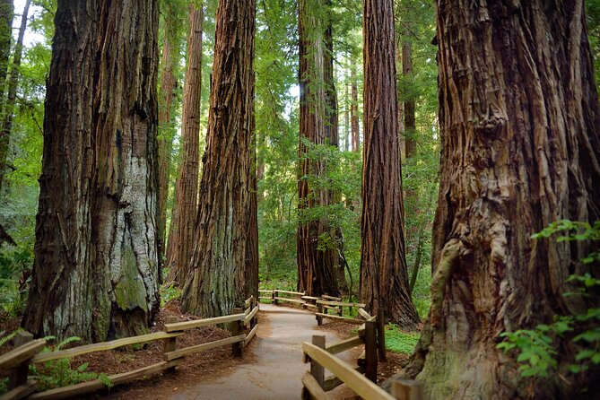 San Francisco: Full Day Coastal Redwoods & Wine Country Tour - Accessibility Information