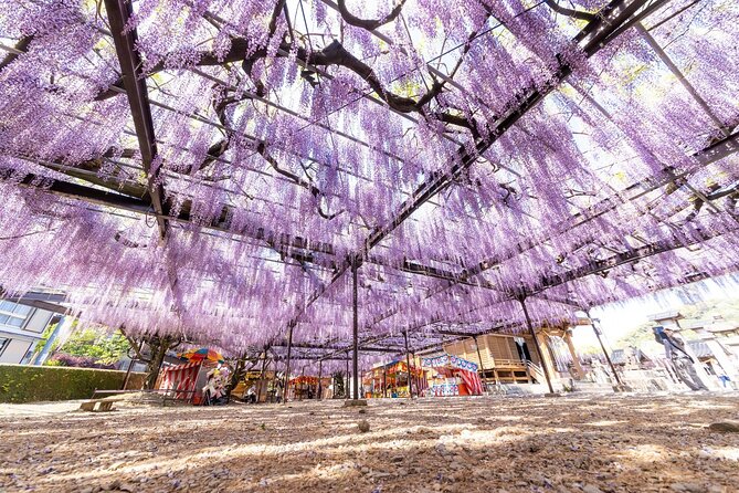 Scenic Tour of Kuroki and Nakayama Wisteria in Fukuoka YokaBus - Wisteria Bloom Periods