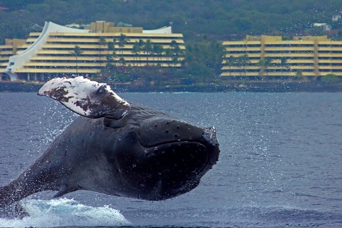 Seasonal Small-Group Humpback Whale Watching in Kona - The Best Time for Whale Watching in Kona