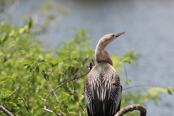 See Crystal River National Wildlife Refuge Sightseeing Cruise - Booking and Accessibility