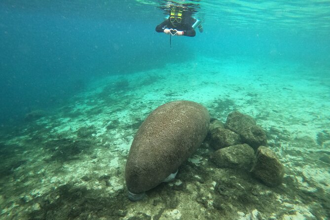 Semi-Private Manatee Snorkeling With in Water Guide - Pricing and Cancellation Policy