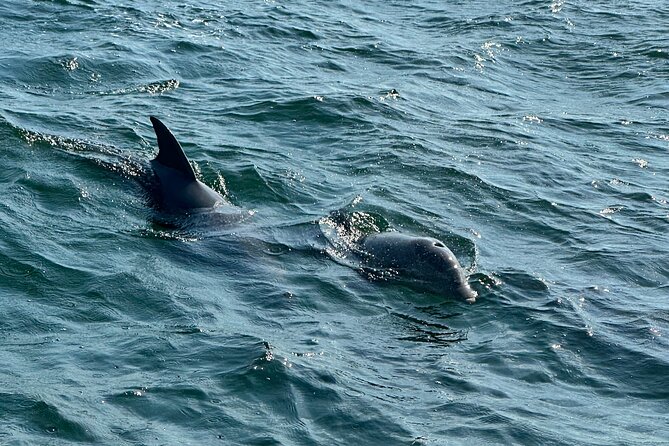 Shell Island Dolphin Sightseeing Boat Tour - Location and Accessibility