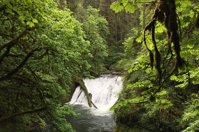 Silver Falls Waterfall Hiking Tour From Portland - Knowledgeable and Friendly Guides
