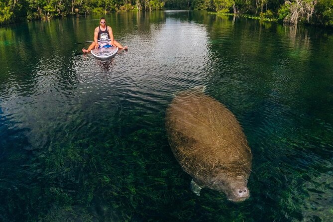 Silver Springs: Clear Kayak Wildlife Adventure - Wildlife Sightings
