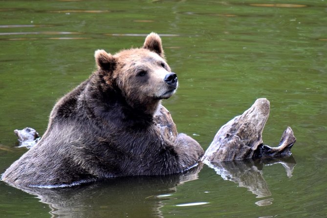 Simply Amazing Sitka Tour: Fortress of the Bear, Alaska Raptor, & Totems - Experiencing the Small Group Tour Advantage