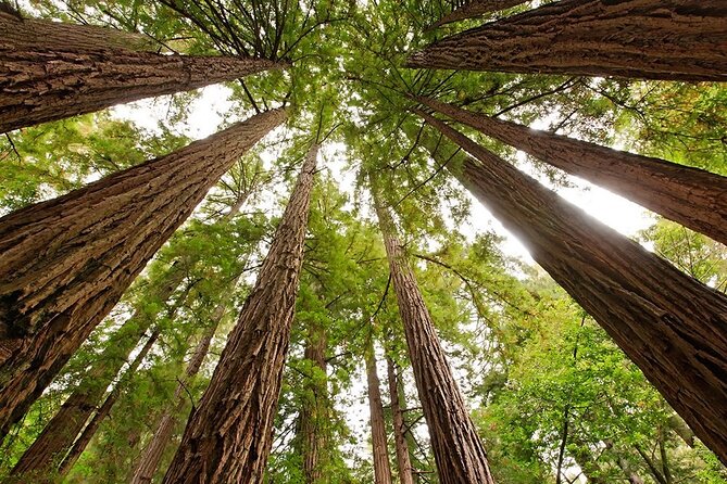 Skip The Bus: Muir Woods & Sausalito by Minivan - Reviews and Recommendations From Travelers