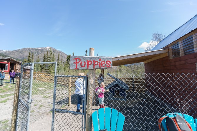 Sled Dog Adventure and Pan for Gold in the Yukon - Highlights of the Sled Dog Adventure