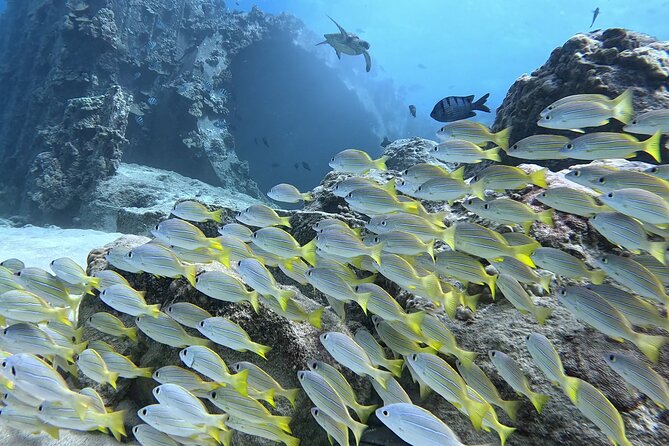 Small Group Discover Scuba Diving From Electric Beach With Photos - The Underwater Adventure