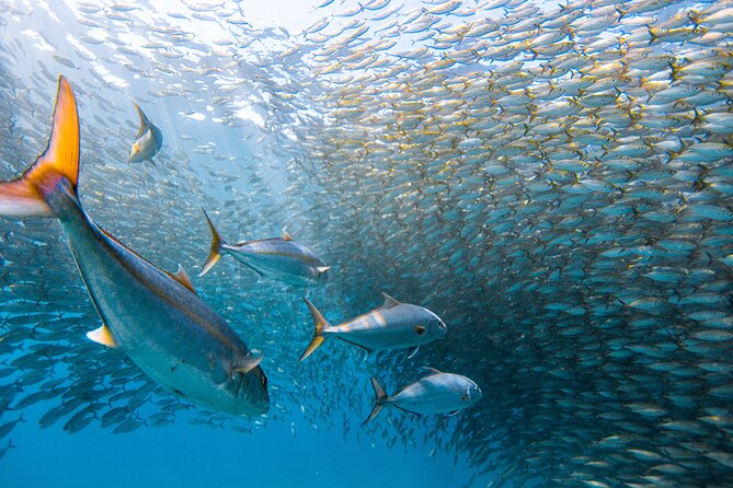 Snorkel Sail Adventure off Kaanapali Beach, Maui - Traveler Participation Guidelines