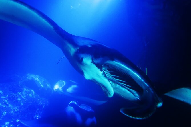 Snorkel With Giant Manta Rays In Kailua Kona - Preparing for Your Manta Ray Encounter