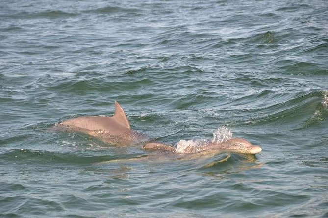 Snorkeling, Shelling & Eco Excursion - Flexible Schedule and Booking Details