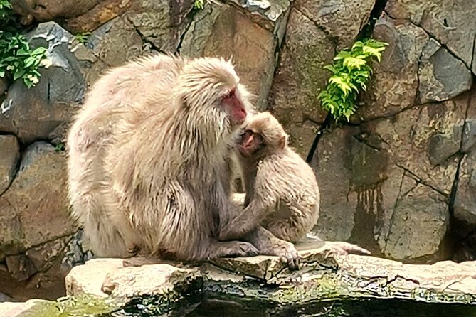 Snow Monkey Nagano One Day Private Tour With English Guide. - Exploring the Snow Monkeys
