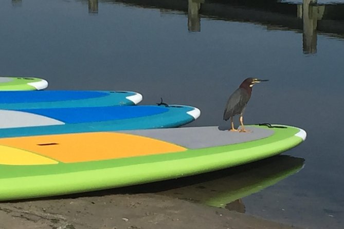 Sunset Paddleboard Excursion - Rehoboth Bay - Safety and Accessibility Information