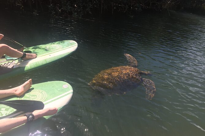 Sunset Stand up Paddle With Photos and Turtles - Safety Measures and Equipment Provided