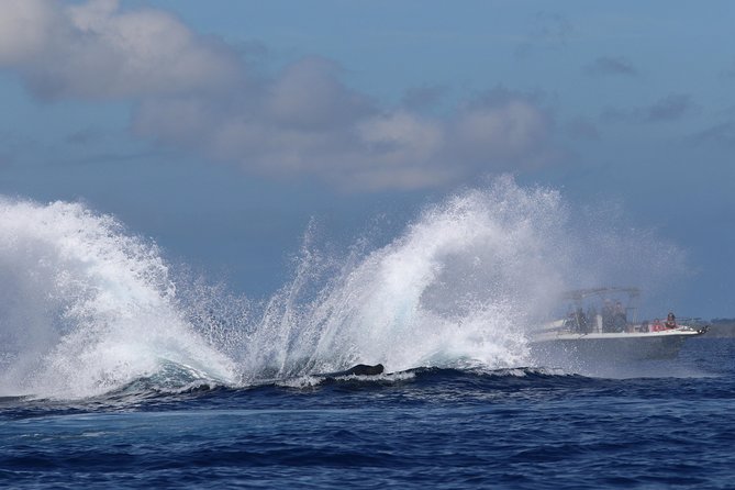 The Best 8 Am 1.5 Hour Whale Watching Tour - Accessibility Considerations