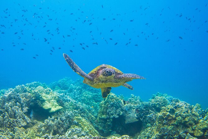 The Best Maui 3 Hour Molokini and Turtle Town Snorkel - Snorkeling at Molokini Crater
