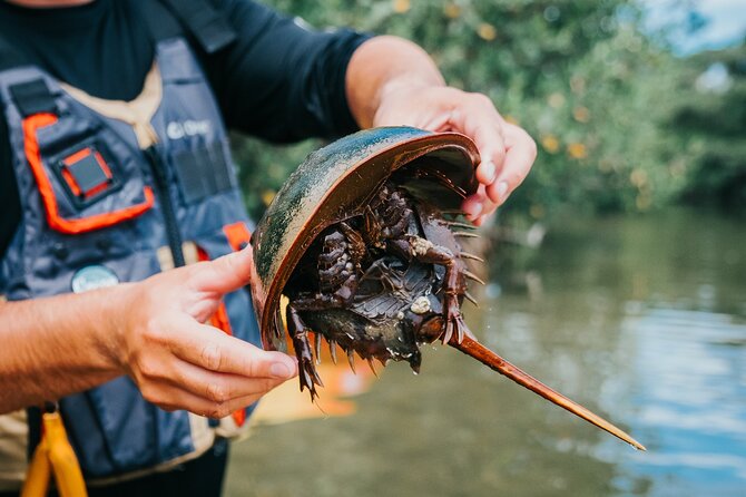 Thousand Islands Mangrove Tunnel Kayak Tour With Cocoa Kayaking! - Group Size and Tour Guides